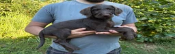 Labradoodle dogs for sale: Labradoodle 1 - Ad 1