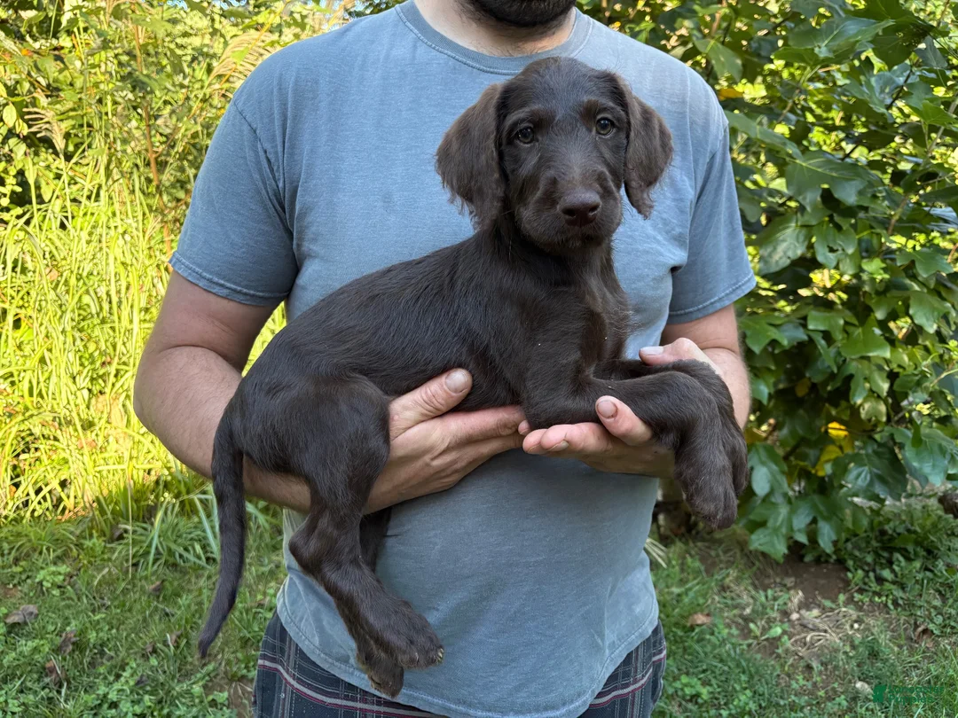 Labradoodle dogs for sale: Labradoodle 1 - Ad 1