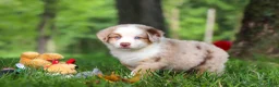 Miniature Australian Shepherd dogs for sale: Leo - Ad 11