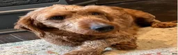 Mini Goldendoodle dogs for sale: Hershey - Ad 4