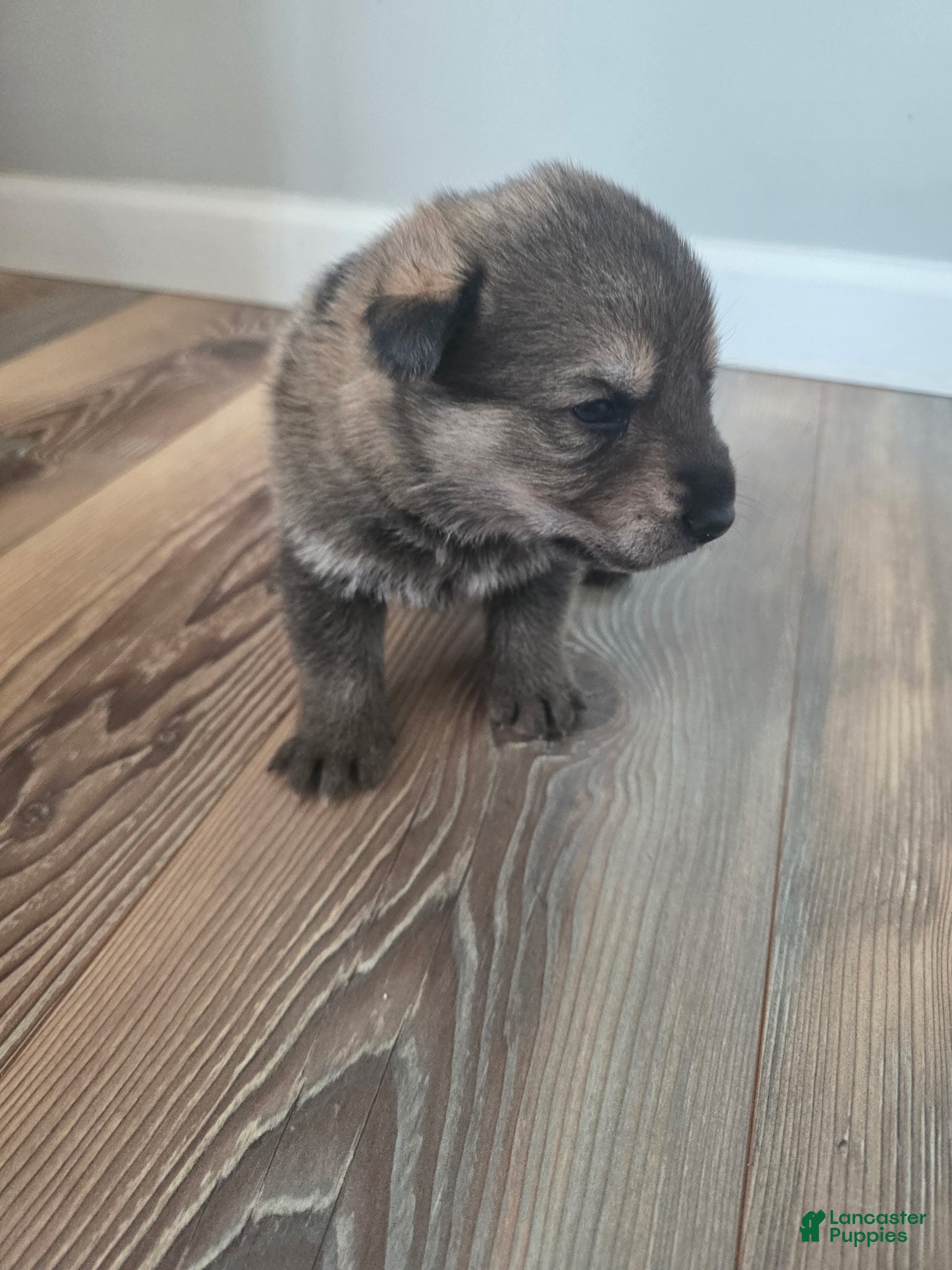 German Shepherd dogs German Shepherd Puppy 2 - Ad 27