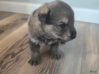 German Shepherd dogs German Shepherd Puppy 2 - Ad 27