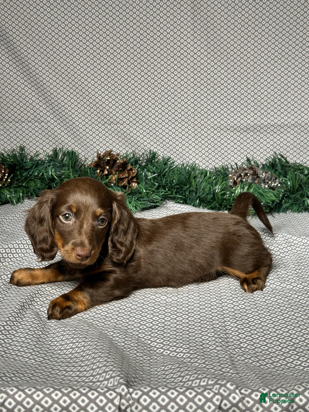 Miniature Dachshund dogs for sale: Alice - Ad 4