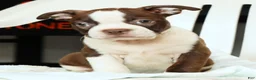 Boston Terrier dogs for sale: Ryan - Ad 6