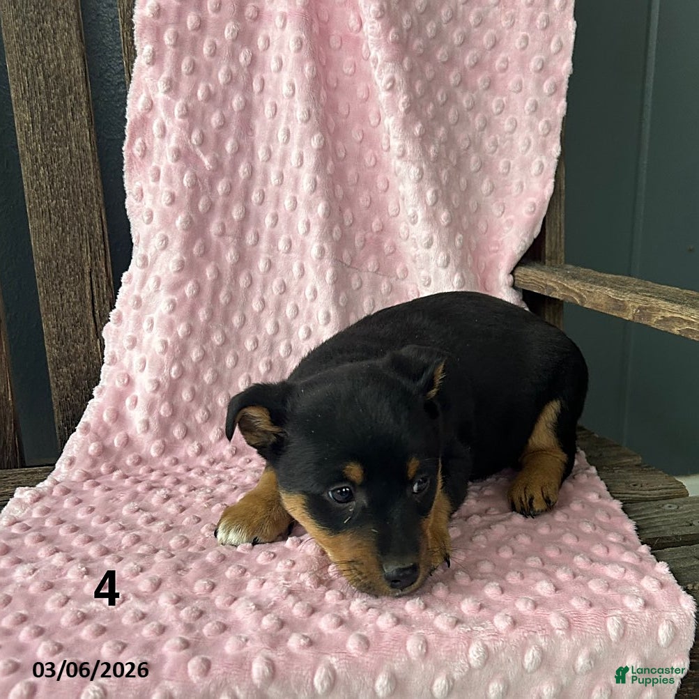 Mixed Breed dogs Rose  - Ad 2