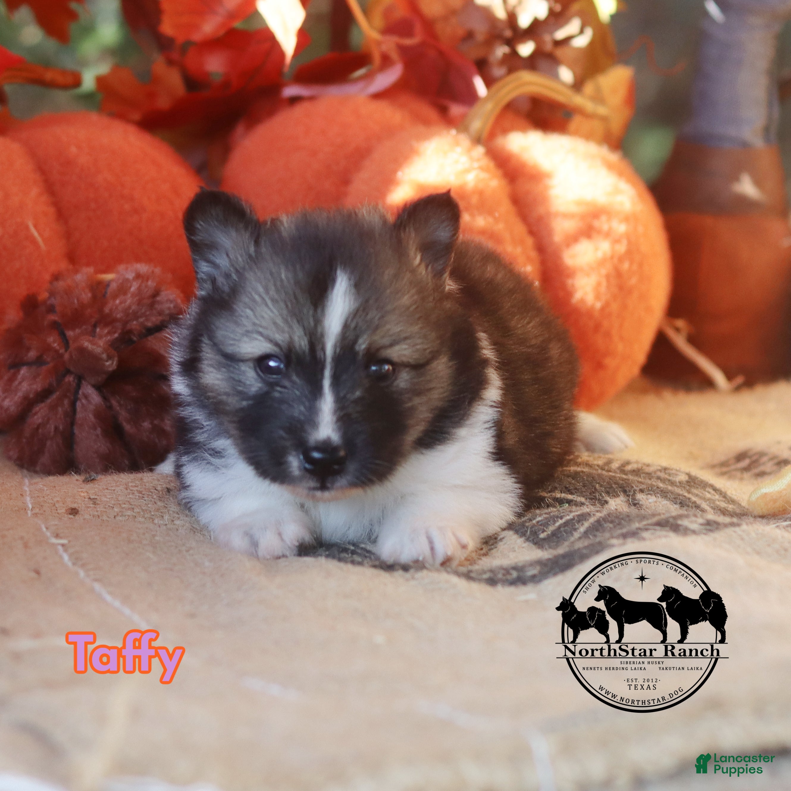 Nenets Herding Laika dogs for sale: Taffy Nenets Laika Texas - Ad 2
