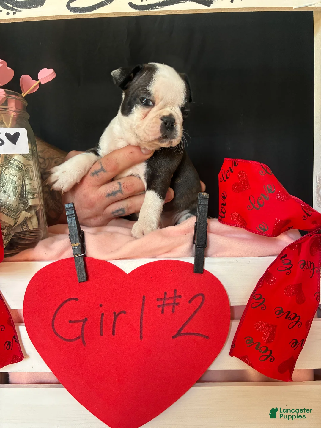 Boston Terrier dogs for sale: Boston Terrier Puppy 4 - Ad 12