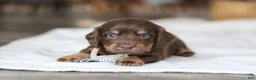 Miniature Dachshund dogs for sale: Glizzy - Ad 6