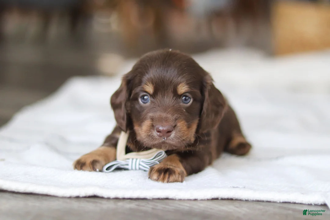 Miniature Dachshund dogs for sale: Glizzy - Ad 6