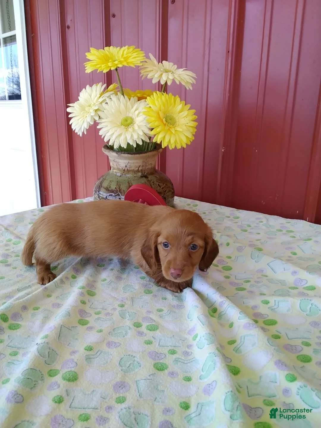 Miniature Dachshund dogs for sale: Fletcher - Ad 2