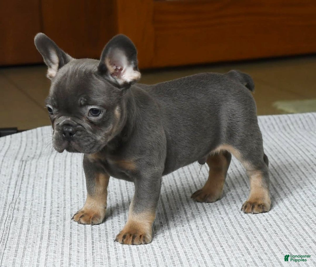 French Bulldog dogs for sale: Shawn - Ad 2