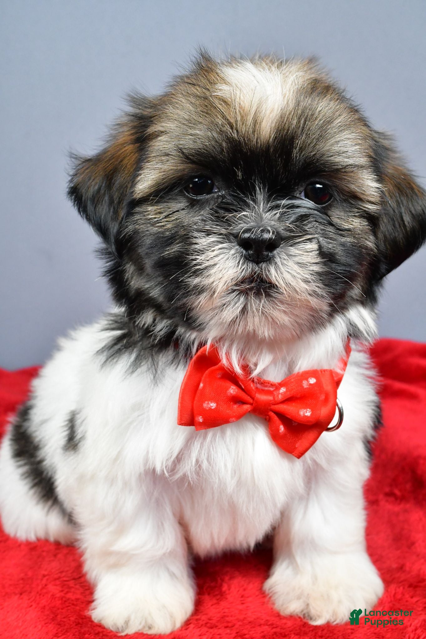 Shih Tzu dogs Lee - Ad 2