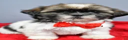 Shih Tzu dogs for sale: Lee - Ad 7
