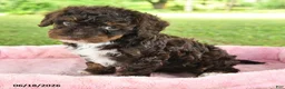 Toy Poodle dogs for sale: April - Ad 4