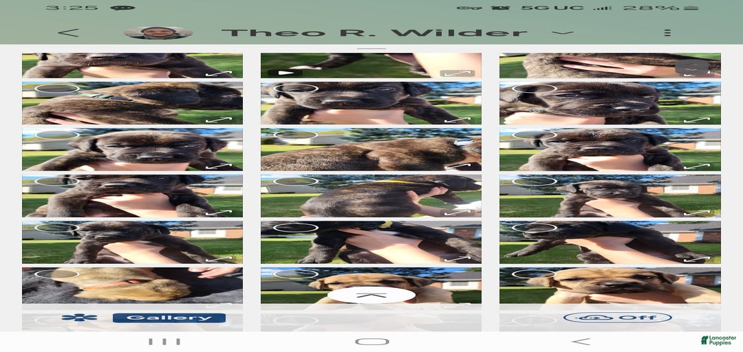 Gallery Image {{count}}