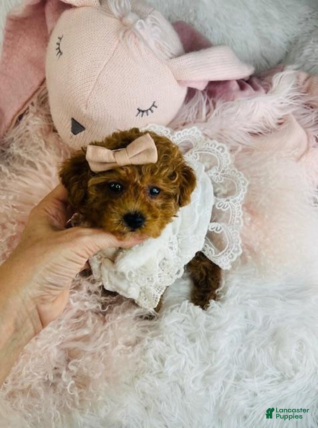 Toy Poodle dogs for sale: Toy Poodle Puppy 1 - Ad 3