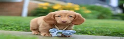 Dachshund dogs for sale: Chance - Ad 5