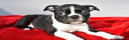 Boston Terrier dogs for sale: Myles - Ad 3
