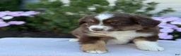 Miniature Australian Shepherd dogs for sale: Asher - Ad 3
