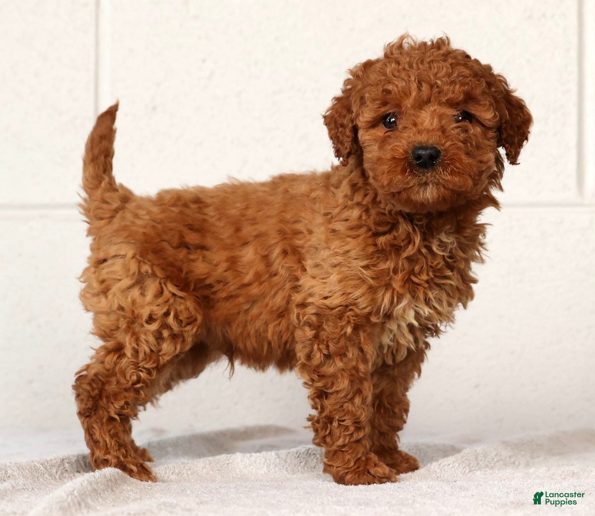 Mini Goldendoodle dogs Luke - Ad 10