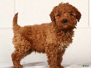 Mini Goldendoodle dogs for sale: Luke - Ad 4