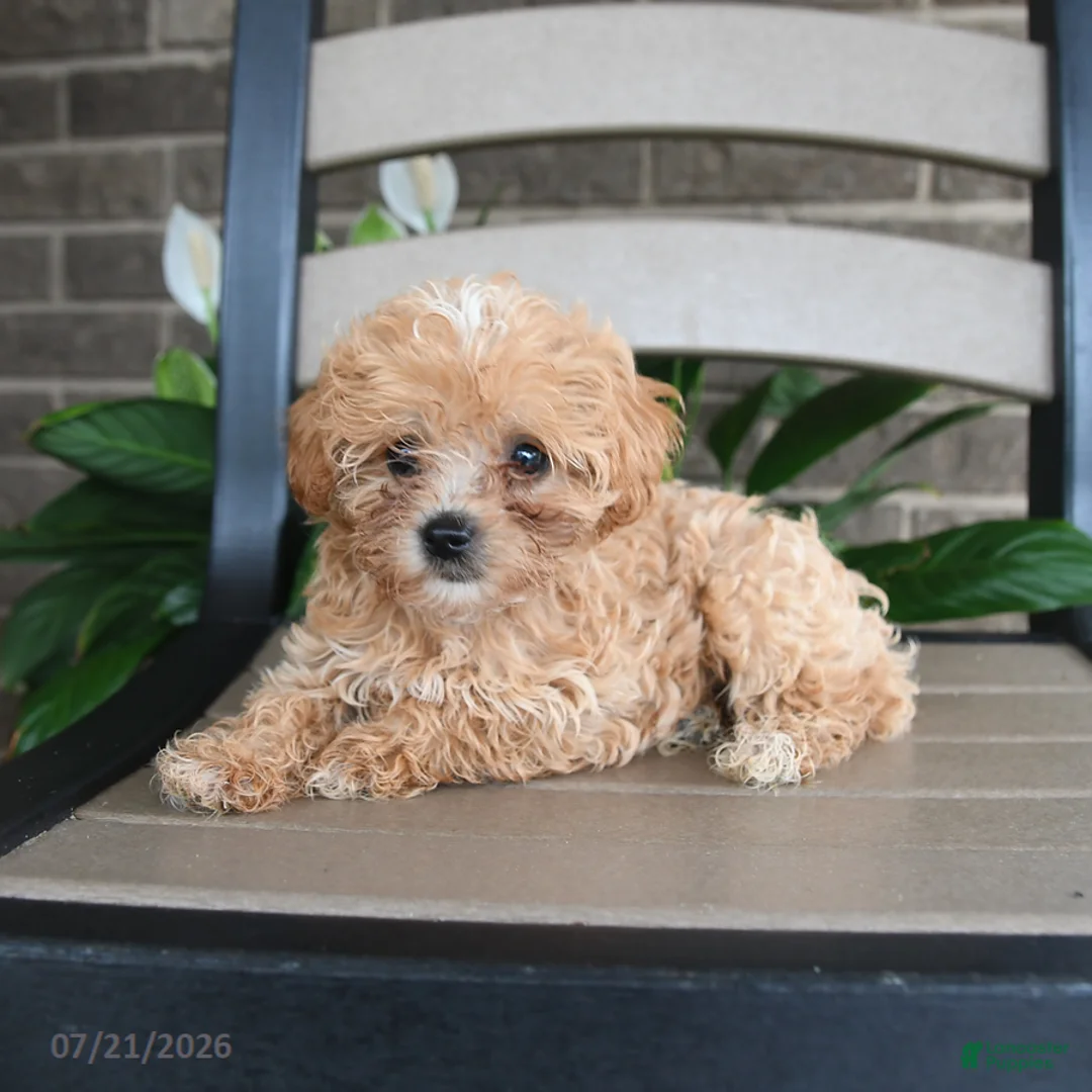 Havapoo dogs for sale: Atlas - Ad 5