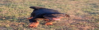 Rottweiler Puppy 2