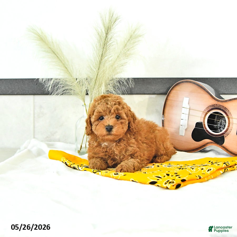 Toy Poodle dogs Liam - Ad 1