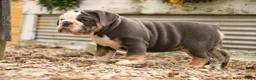 Mixed Breed dogs for sale: Duke Victorian Bulldog - Ad 14