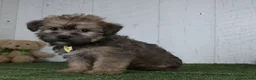 Shorkie dogs for sale: Arnie - Ad 3