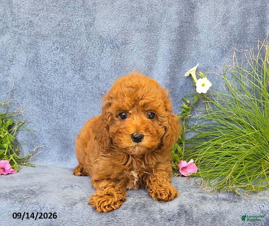 Cavapoo dogs Trixie - Ad 1