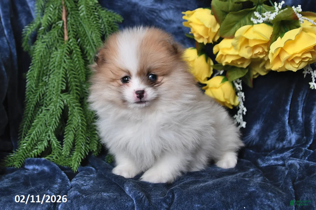 Pomeranian dogs for sale: JoJo - Ad 5