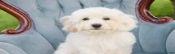 Mixed Breed dogs for sale: Smurf MUNCHKIN BERNEDOODLE - Ad 5