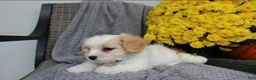 Cavachon dogs for sale: Sport - Ad 7