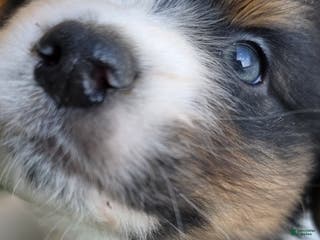 Australian Shepherd dogs Belle - Ad 42