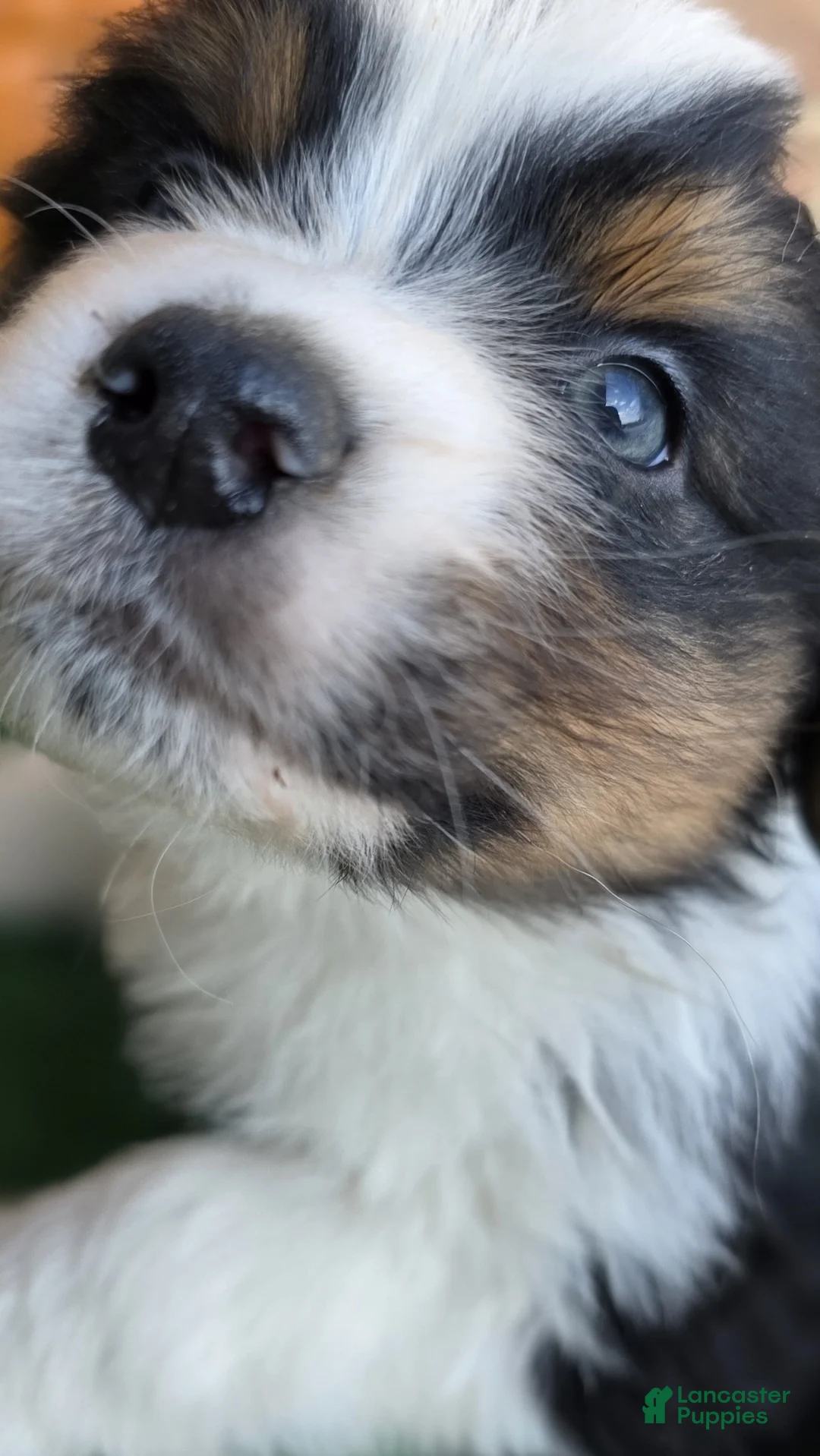 Australian Shepherd dogs for sale: Belle - Ad 2