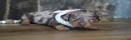 Miniature Dachshund dogs for sale: Valerie - Ad 5
