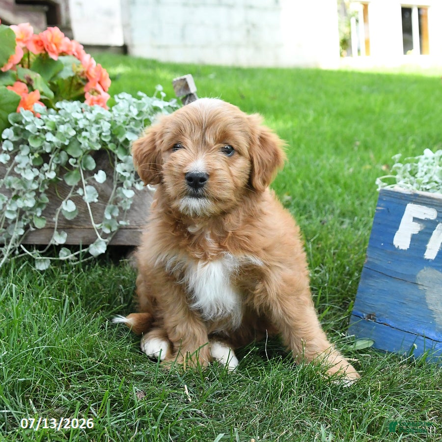 Cavapoo dogs Rover - Ad 1