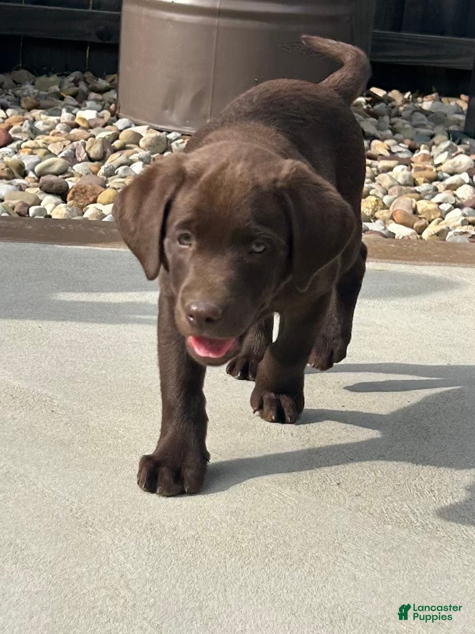 Labrador Retriever dogs Duke Labrador Retriever Puppy  - Ad 1