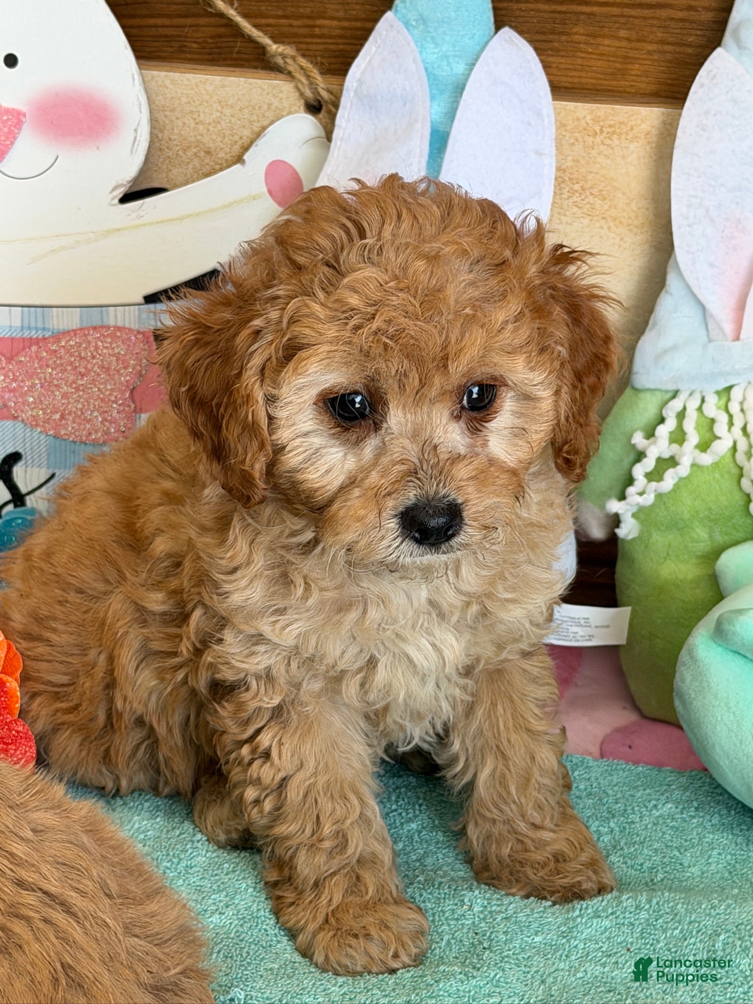 Cavapoo dogs Barney - Ad 23