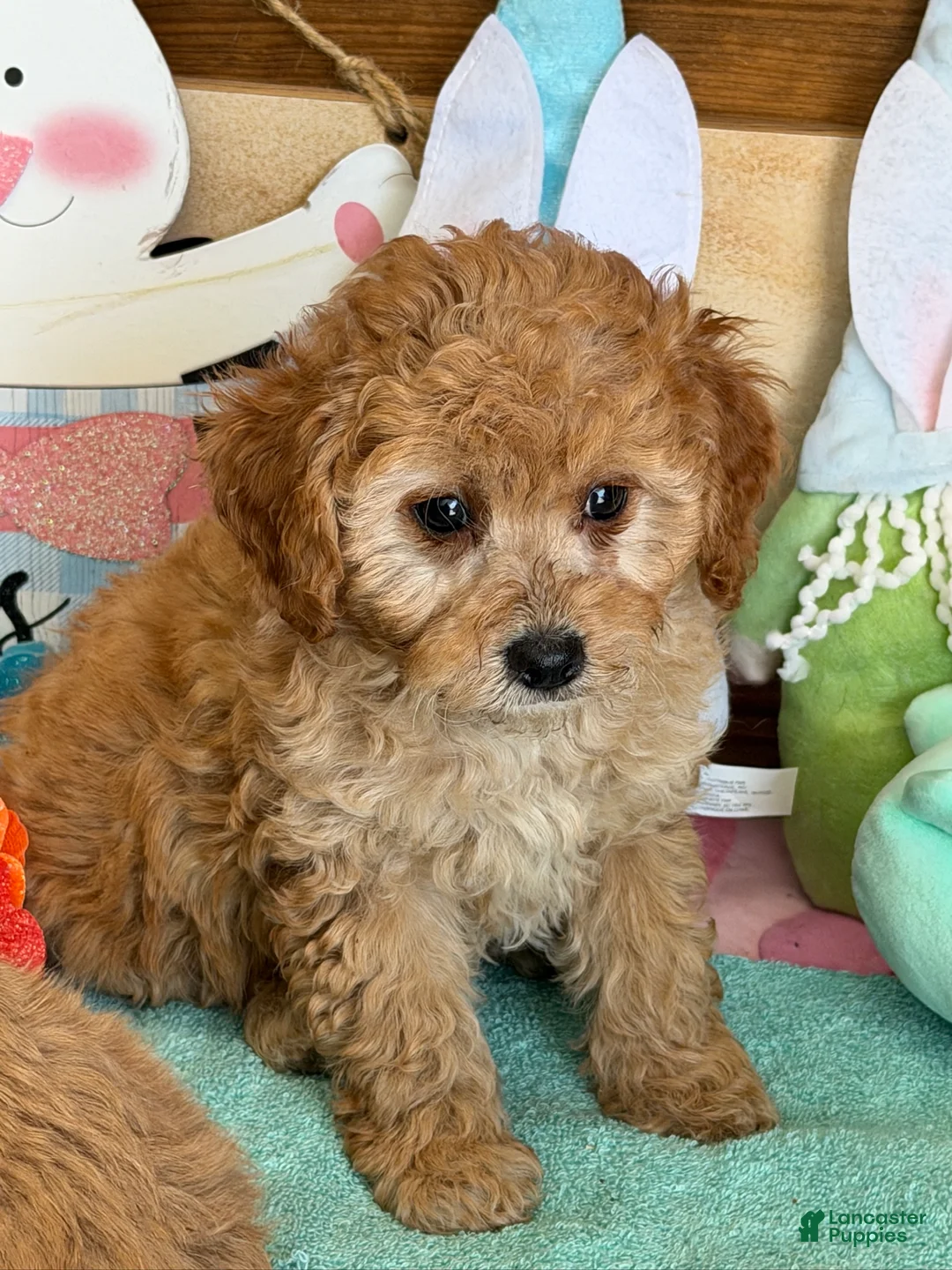 Cavapoo dogs for sale: Barney - Ad 1