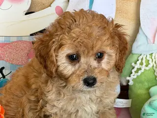 Cavapoo dogs Barney - Ad 38