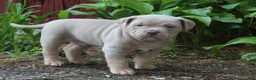 American Bully dogs for sale: Diesel - Ad 2