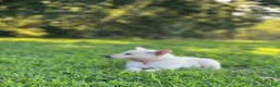 German Shepherd dogs for sale: Nova - Ad 5