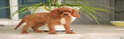 Cavalier King Charles Spaniel dogs for sale: Grady Cavalier King Charles Spaniel  - Ad 5