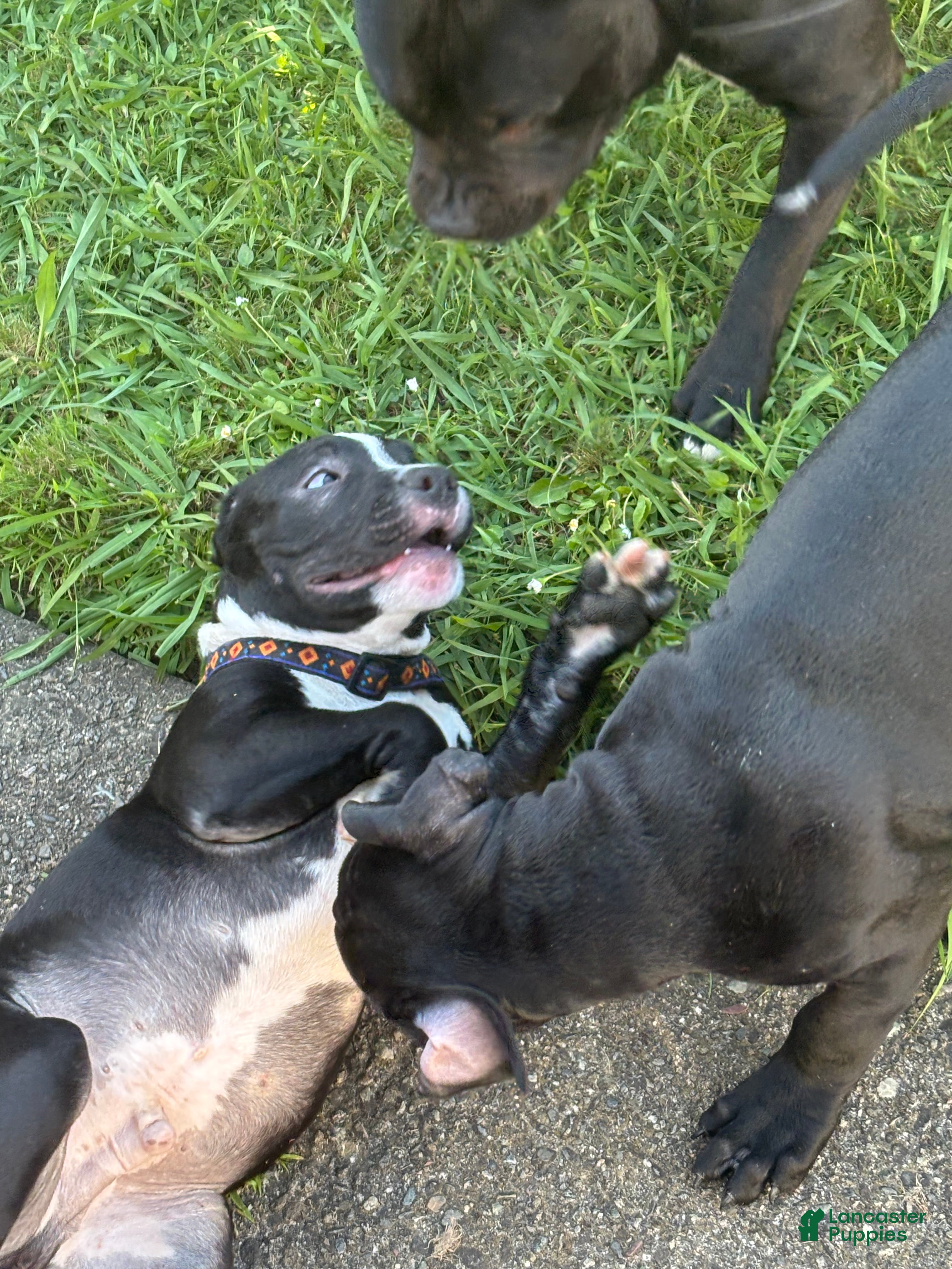 American Pit Bull Terrier dogs Taz - Ad 1