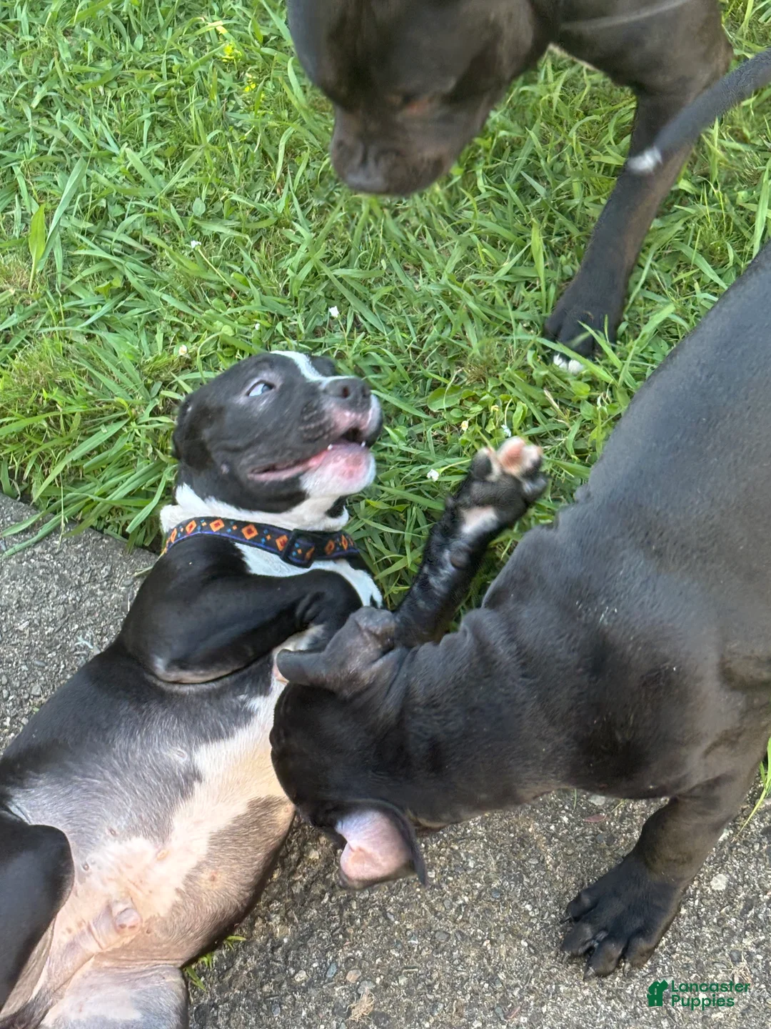 American Pit Bull Terrier dogs for sale: Taz - Ad 1
