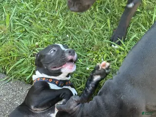 American Pit Bull Terrier dogs Taz - Ad 12