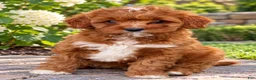Cavapoo dogs for sale: Arya - Ad 1