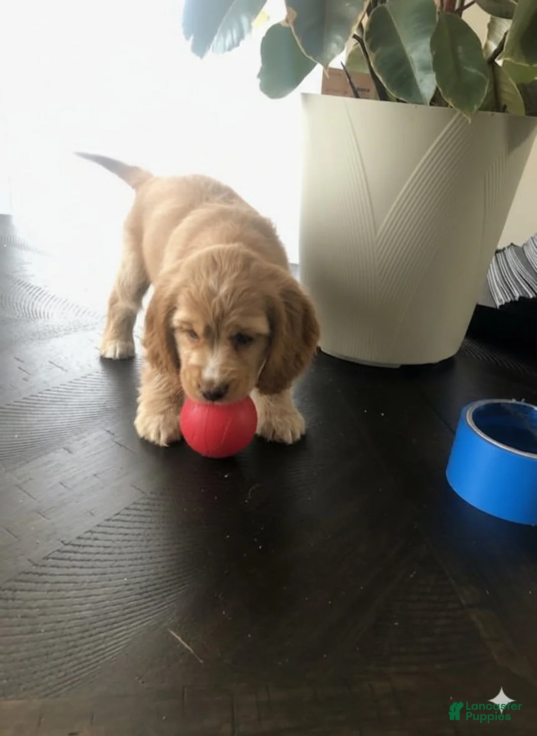Cocker Spaniel dogs for sale: Cocker Spaniel Puppy 5 - Ad 1
